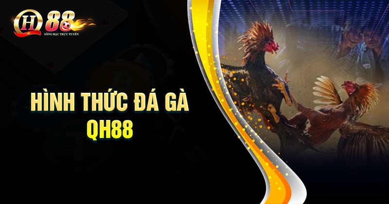 Đá gà QH88 - Hòa nhập không khí sôi động cùng các chiến kê Top 2 hình thức đá gà QH8 hấp dẫn đỉnh cao