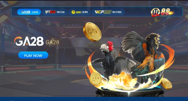 Đá gà QH88 - Hòa nhập không khí sôi động cùng các chiến kê Một số cửa cược đá gà QH88